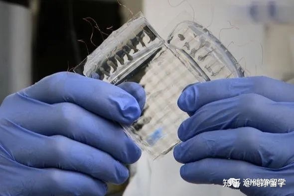 海归就业9个最优先修专业分类解析 经管类、理科与工科类精选实例——以计算机软件技术开发为引申